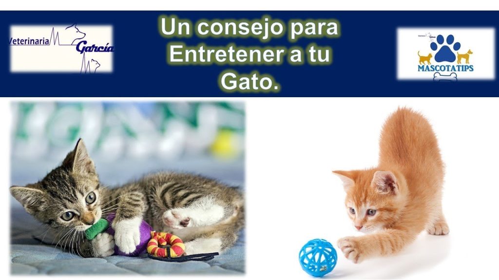 10 Consejos Efectivos sobre Cómo Conseguir que mi Gato Haga Ejercicio - ¡Mantén a tu Felino en Forma! - como conseguir que mi gato haga ejercicio -