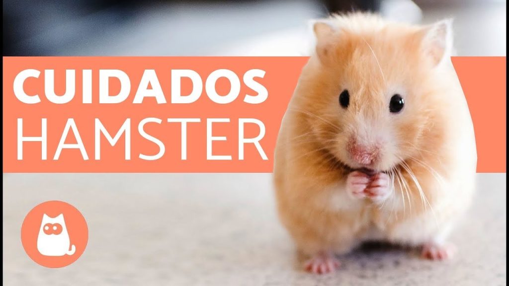 Guía Completa para el Cuidado de tu Hámster: Tips y Consejos Esenciales - como cuidar a tu hamster -
