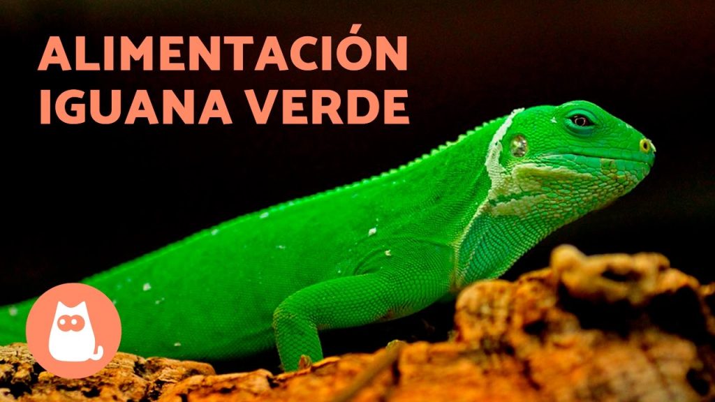 Guía Completa: Cómo Debe Ser la Alimentación de Una Iguana para su Salud Óptima - como debe ser la alimentacion de una iguana -