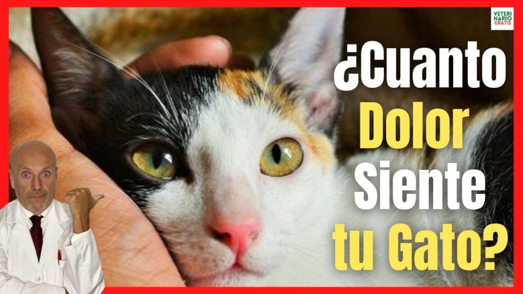 Escala de Muecas Felinas: Cómo Evaluar el Dolor en Gatos de Manera Efectiva - escala de muecas felinas para evaluar el dolor en gatos -