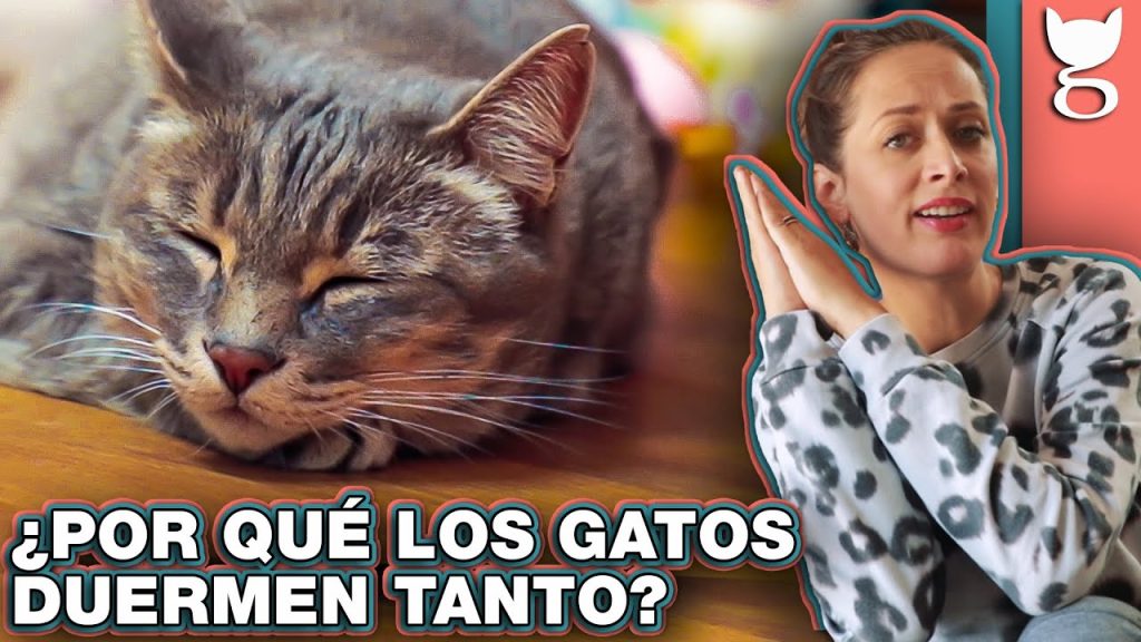 ¿Por Qué los Gatos Duermen Tanto? - Descubre los Secretos del Sueño Felino - por que los gatos duermen tanto -