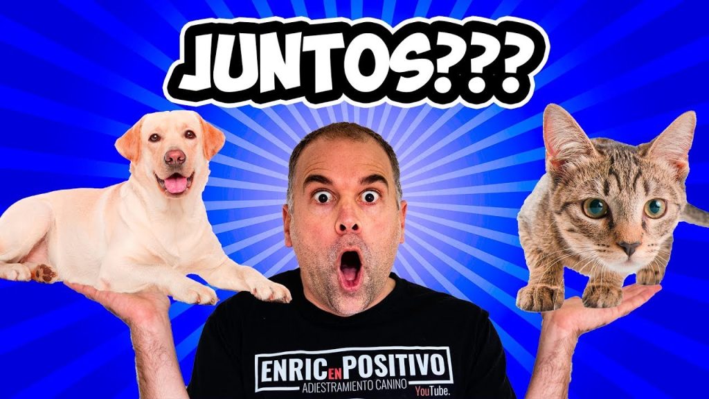 Convivencia Feliz: Guía Experta sobre Cómo Tener un Perro y un Gato en Casa Juntos - se puede tener un perro y un gato en casa -